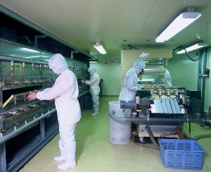 ロースター ロースター